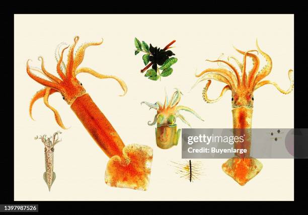 313 Little Squid Stock Photos, High-Res Pictures, and Images - Getty Images