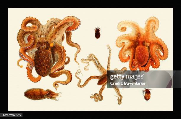 Illustrated page from "I Cefalopodi viventi nel Golfo di Napoli" by Giuseppe Jatta. Published in 1896. English trasnlation; Cephalopods living in the...