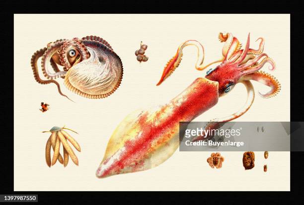 Illustrated page from "I Cefalopodi viventi nel Golfo di Napoli" by Giuseppe Jatta. Published in 1896. English trasnlation; Cephalopods living in the...