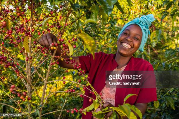 コーヒーチェリーを収集する若いアフリカの女性, 東アフリカ - アラビカ種 ストックフォトと画像
