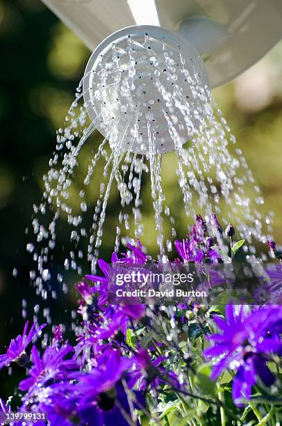 watering senetti flowers with sprinkler rose, england - watering - fotografias e filmes do acervo