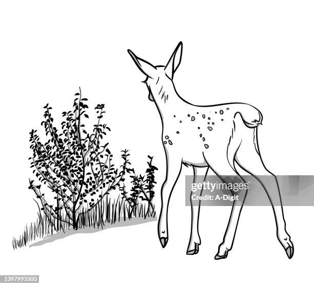 fawn with bush  sketch - fawn stock illustrations