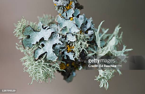 three types of lichens - foliose, fruiticose (teloschistaceae) (parmeliaceae) and crustose (teloschistaceae) on branch of tree. oregon, usa. - lachen stock pictures, royalty-free photos & images