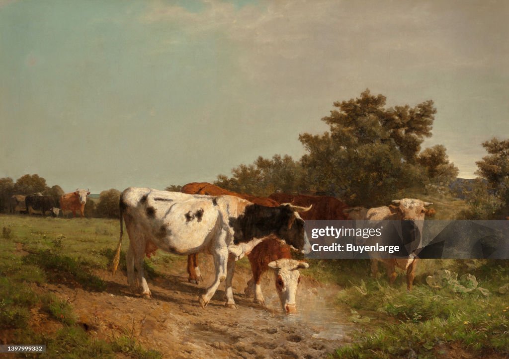 Grazing Cattle