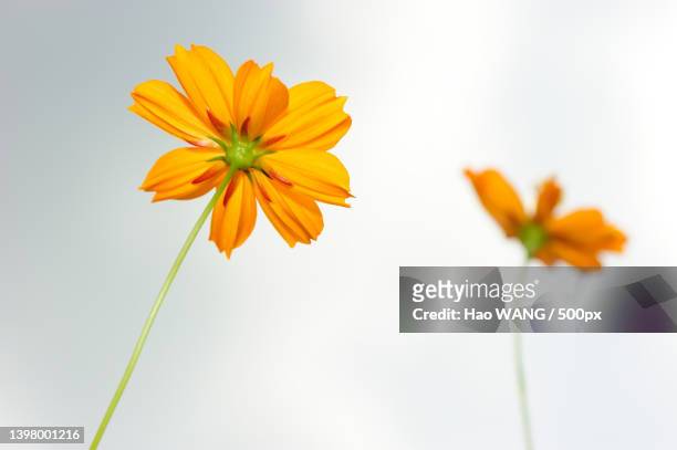close-up of orange cosmos flower against sky - flor del cosmos fotografías e imágenes de stock
