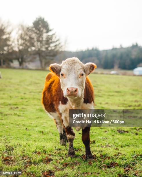 portrait of cow standing on field,oregon,united states,usa - hereford cow stock pictures, royalty-free photos & images
