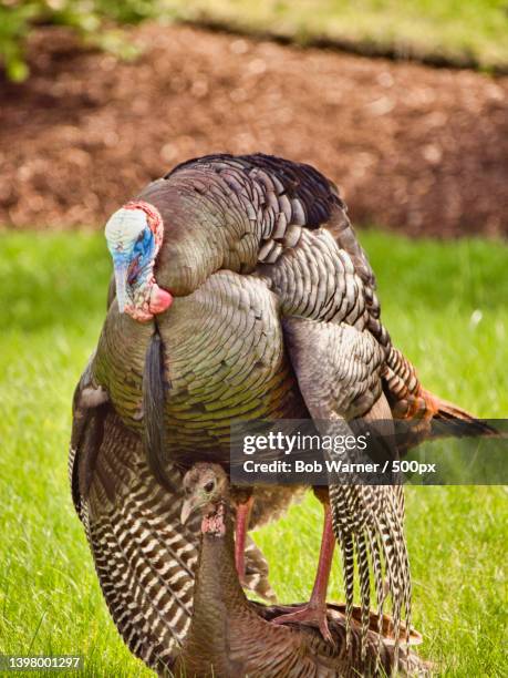 close-up of peacock on field,pine hills,united states,usa - turkey bird stock pictures, royalty-free photos & images