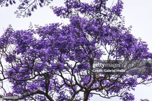 jacaranda trees in cascais - jacaranda tree stock pictures, royalty-free photos & images