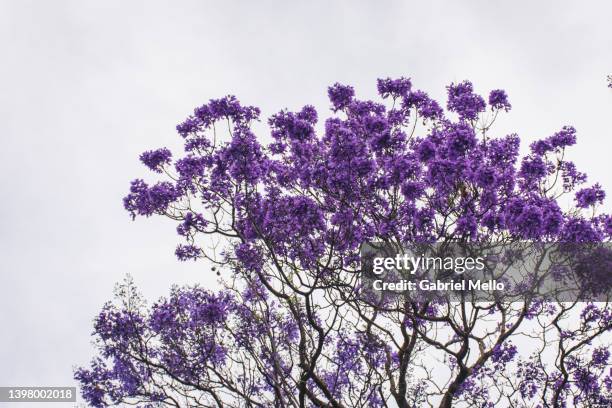 jacaranda trees in cascais - jacaranda stock pictures, royalty-free photos & images