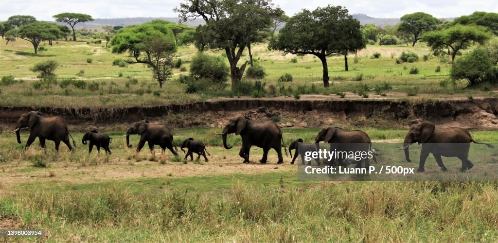 Side view of elephant herd walking in a line in jungle,Mbeya Region,Tanzania