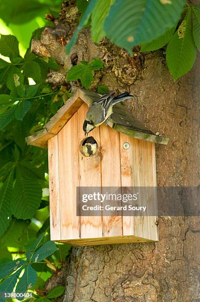 great tit (parus major) adult encourages chick to fly, ile de france, europe, france, europe - birdhouse stock pictures, royalty-free photos & images