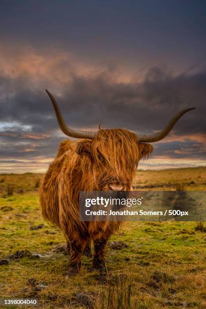 front view of highland bull cattle standing on field against sky during sunset,dartmoor national park,united kingdom,uk - highland cow stock pictures, royalty-free photos & images