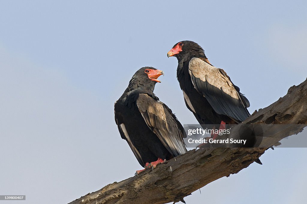 Bateleurs (Terathopius Ecaudatus) In tree Samburu National Park, Kenya, Africa