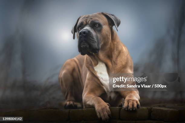 cane corso,portrait of mastiff sitting on retaining wall,andijk,netherlands - cane corso stock pictures, royalty-free photos & images