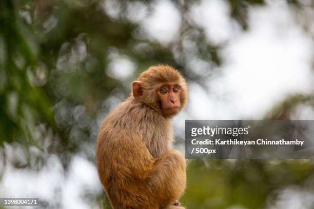 rhesus macaque with beautiful green bokeh,low angle view of macaque sitting on tree - rhesus macaque stock pictures, royalty-free photos & images