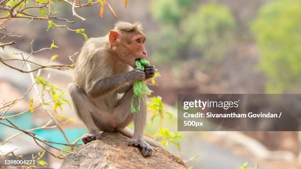 plastic pollution in the jungle environmental problem,salem,tamil nadu,india - plastic animals stock pictures, royalty-free photos & images