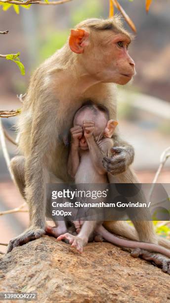 mother monkey playing baby monkey sitting on a tree branch - baby orangutan stockfoto's en -beelden