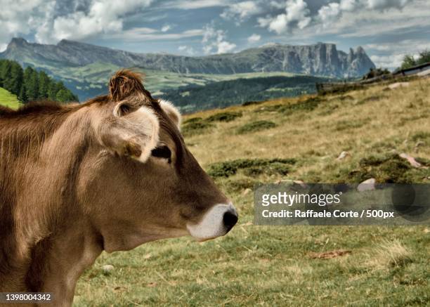 side view of cow standing on field against sky - raffaele corte stockfoto's en -beelden
