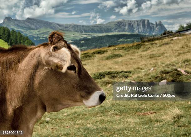 side view of cow standing on field against sky - raffaele corte stock pictures, royalty-free photos & images