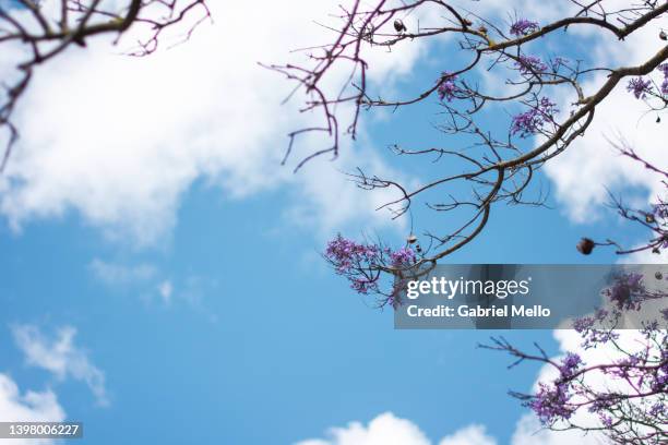 jacaranda trees in cascais - jacaranda stock pictures, royalty-free photos & images