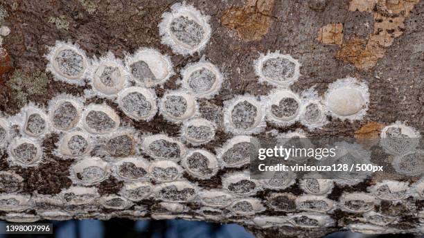 dobsonfly aquatic insect eggs on tree - belostomatidae 個照片及圖片檔