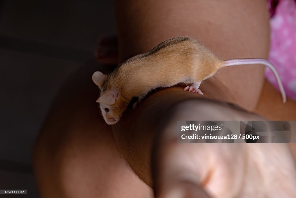 Cropped hand of person holding Small House Mouse