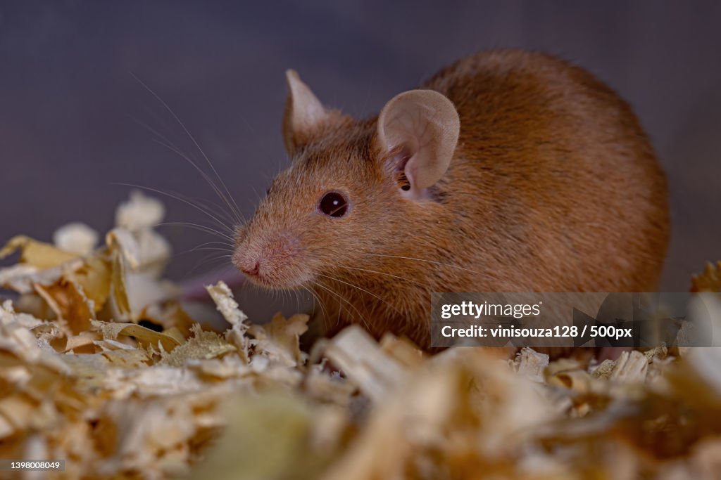 Close-up of a Small House Mouse in container