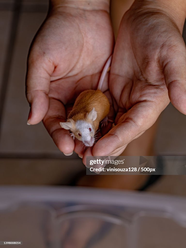 Cropped hand of person holding Small House Mouse