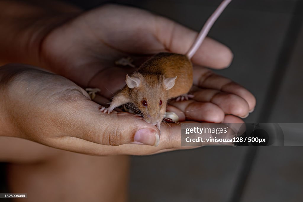 Cropped hand of person holding Small House Mouse