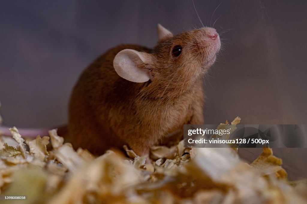 Close-up of a Small House Mouse in container