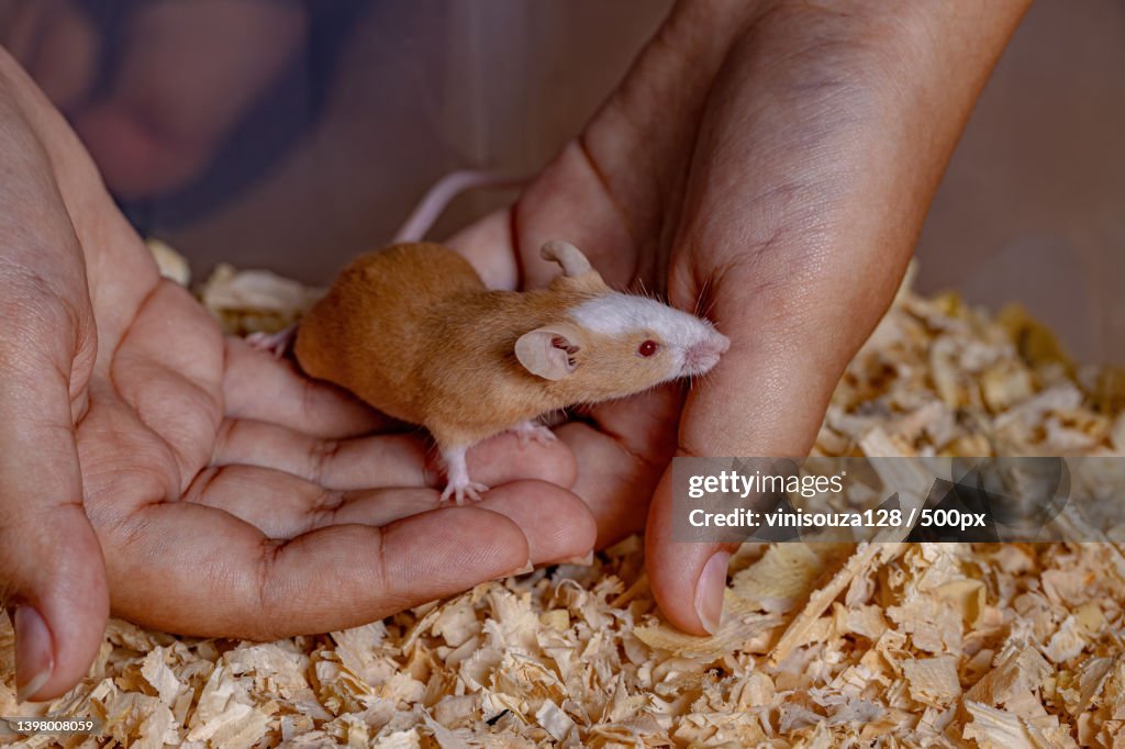Cropped hand of person holding Small House Mouse