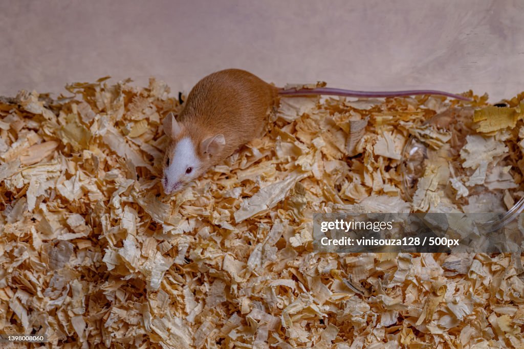 Cropped hand of person holding Small House Mouse