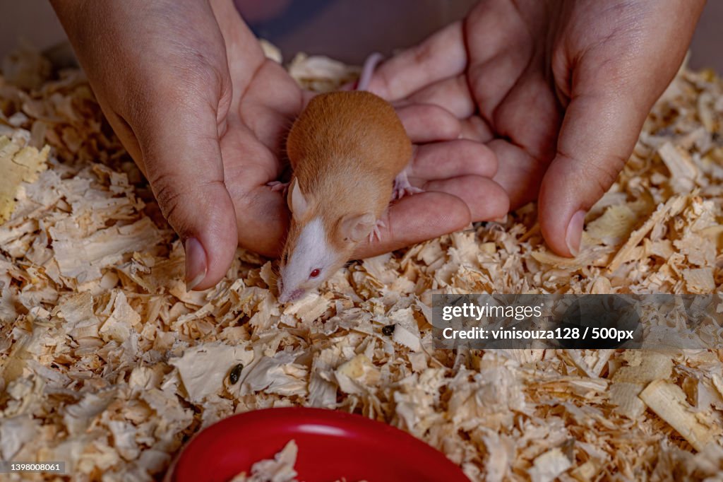 Cropped hand of person holding Small House Mouse