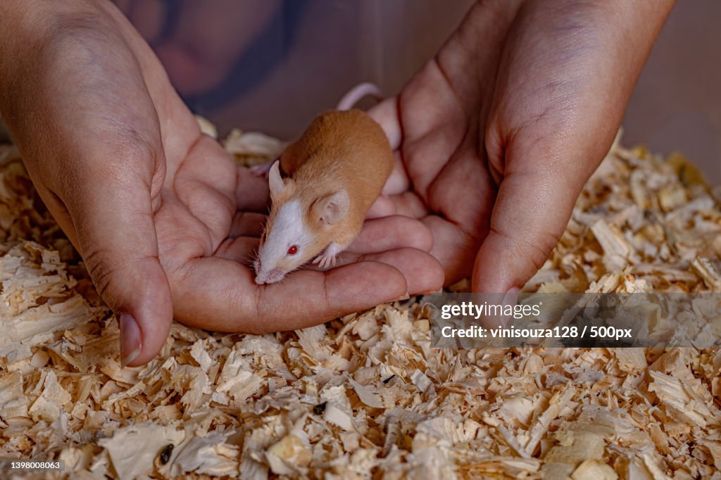 Cropped hand of person holding Small House Mouse