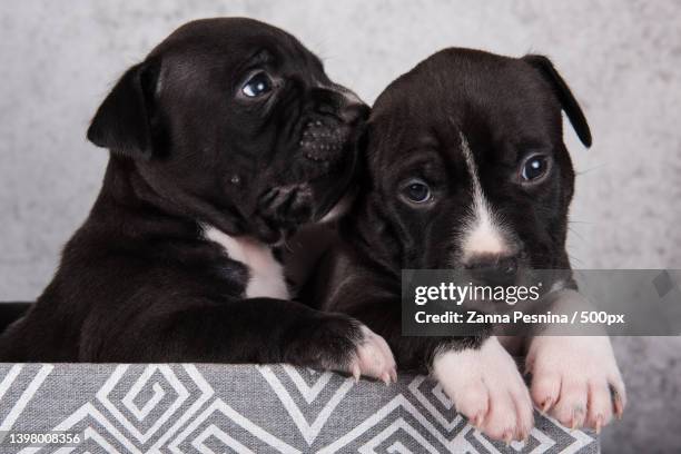 black and white american staffordshire terrier dogs or am staff puppies - stafford terrier stock pictures, royalty-free photos & images