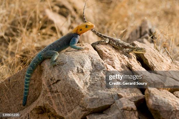 common agama, red-headed rock agama (agama agama), samburu national park, kenya - agama stock pictures, royalty-free photos & images