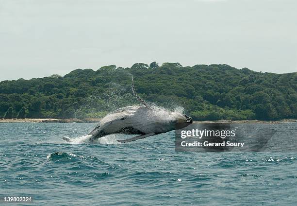 humpback whale, (megaptera novaeangliae) panama, pacific coast - pacific-coast-ranges stockfoto's en -beelden