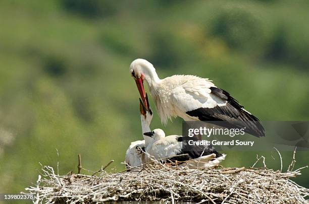 white stork (ciconia ciconia) feeding chicks, ariege, france, europe - white stork stock pictures, royalty-free photos & images