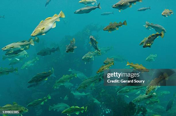 atlantic cod, cod fish (gadus morhua) aalesund, norway, europe - kabeljauw stockfoto's en -beelden