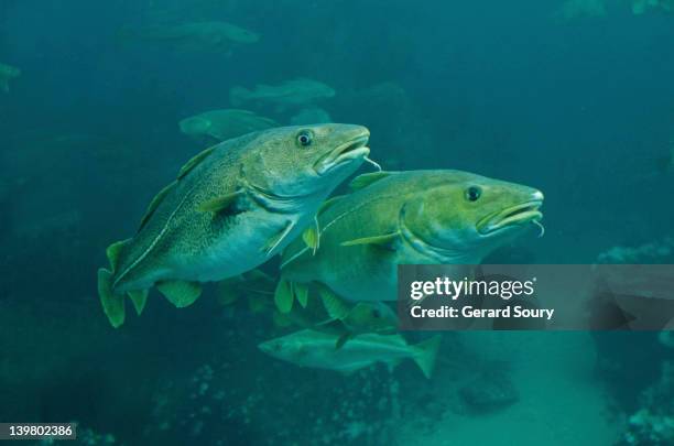 atlantic cod, cod fish (gadus morhua) aalesund, norway, europe - cod fish swimming stock pictures, royalty-free photos & images