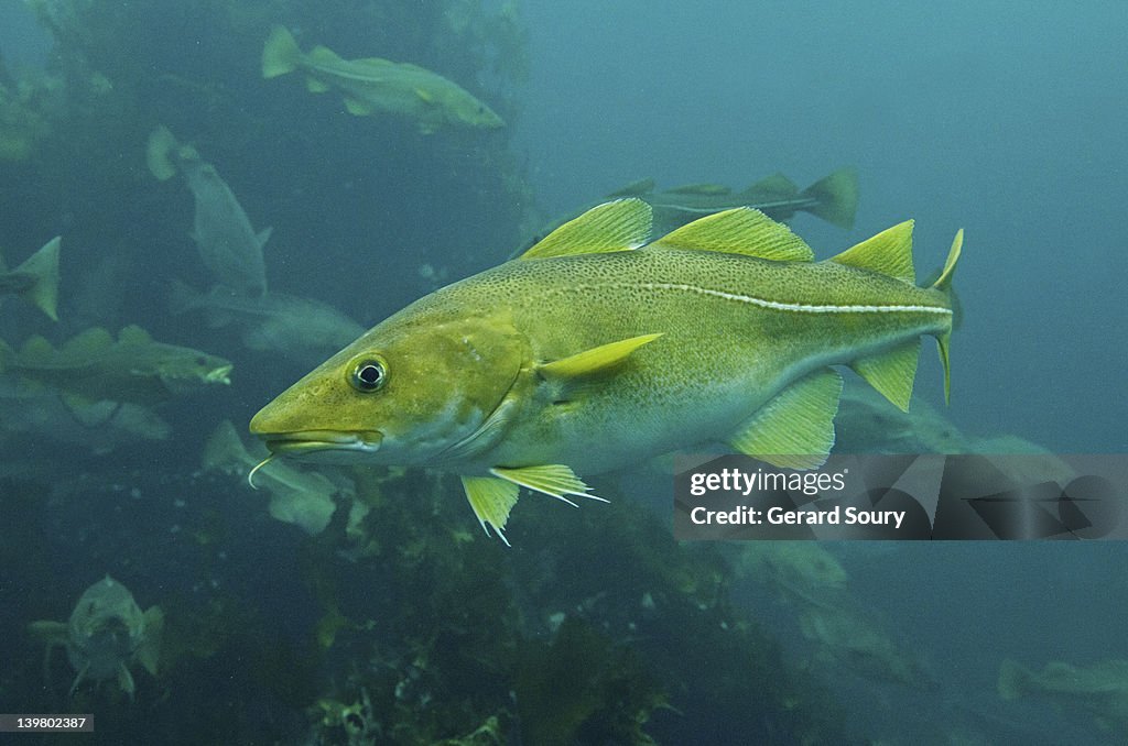 Atlantic Cod, Cod fish (Gadus morhua) Aalesund, Norway, Europe