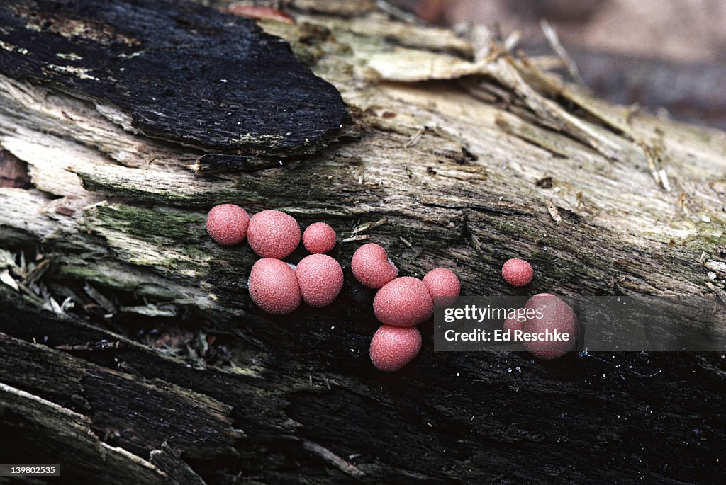 Slime mold, fruiting bodies. Lycogala epidendrum.