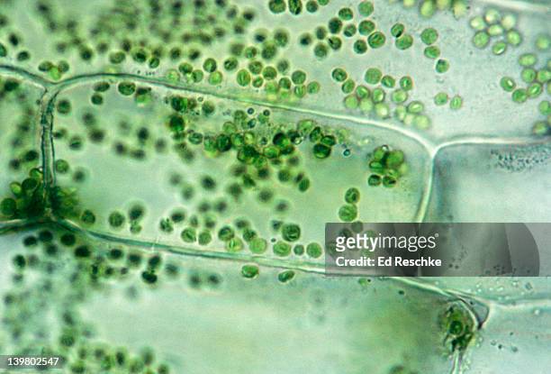 plant cell elodea, isotonic solution shows cells, chloroplasts 250x at 35mm - photosynthesis stock-fotos und bilder