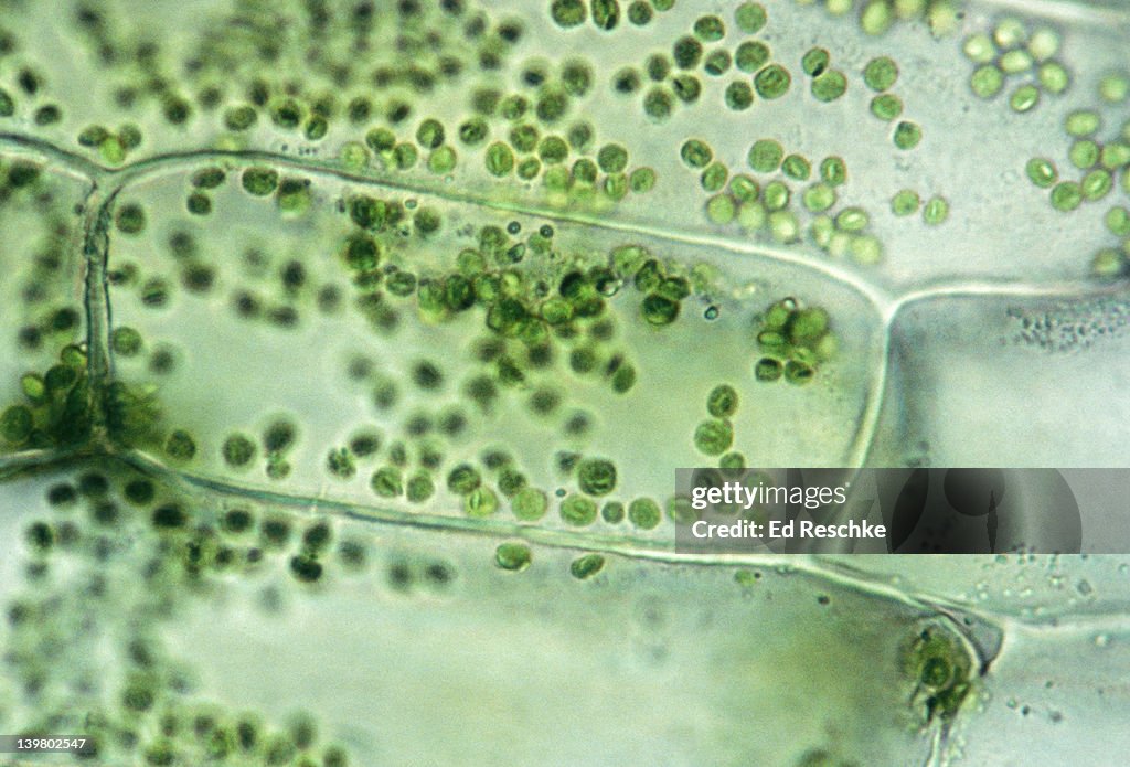 PLANT CELL ELODEA, ISOTONIC SOLUTION SHOWS CELLS, CHLOROPLASTS 250X at 35mm