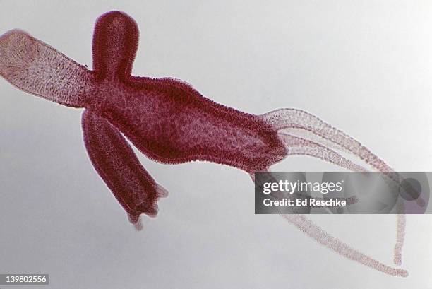 44 Freshwater Hydra Photos and Premium High Res Pictures - Getty Images 44 Freshwater Hydra Photos and Premium High Res Pictures - Getty Images