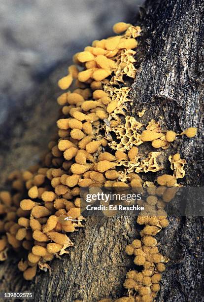 slime mold. fruiting bodies on sporangia. - slime mould stock pictures, royalty-free photos & images