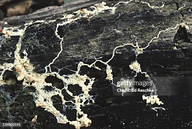 slime mold. myxomycetes. plasmodium starting to form fruiting bodies. - plasmódio - fotografias e filmes do acervo