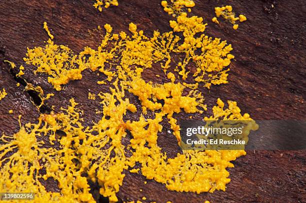 scrambled eggs slime mold. foligo septica. plasmodium. knotty stage just begun  fruiting. amoeboid phase - ameba 個照片及圖片檔