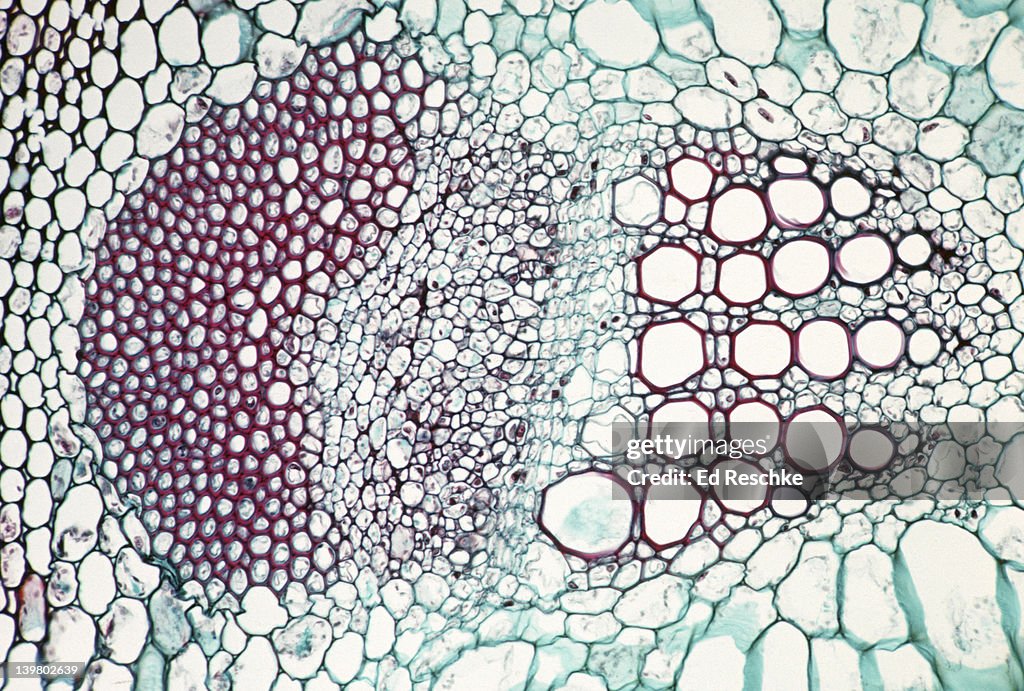 HELIANTHUS, SUNFLOWER STEM, SINGLE VASCULAR BUNDLE, SHOWS XYLEM, PHLOEM, CAMBIUM, SCLERENCHYMA 50X at 35mm