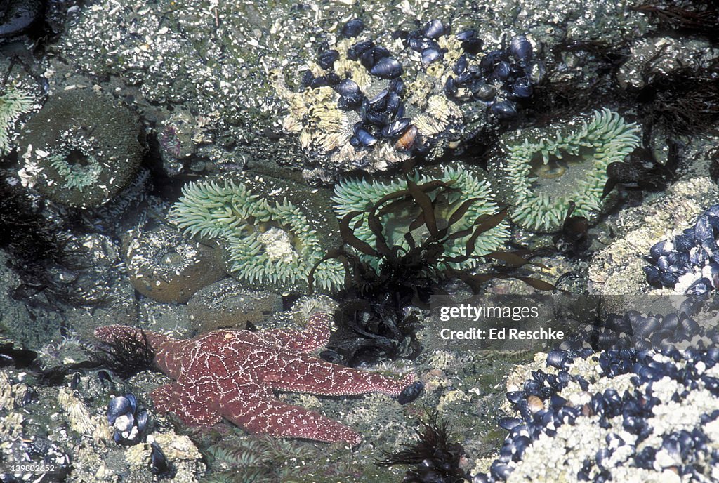 OCHRE STAR, GREEN ANEMONE, CALIFORNIA MUSSELS, BARNACLES & BROWN ALGAE IN TIDEPOOL. OLYMPIC NP. PACIFIC SEASHORE. Ochre Starfish: Pisaster ochraceus. Green Anemone: Anthopleura xanthogrammica. California Mussel. Mytilus californianus.